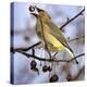Cedar Waxwing Tosses Up a Fruit from a Flowering Crab Tree at the Town Hall-null-Premier Image Canvas