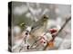 Cedar Waxwing, Young on Hawthorn with Snow, Grand Teton National Park, Wyoming, USA-Rolf Nussbaumer-Premier Image Canvas
