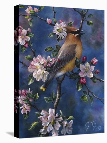 Cedar Waxwing-Jeff Tift-Premier Image Canvas