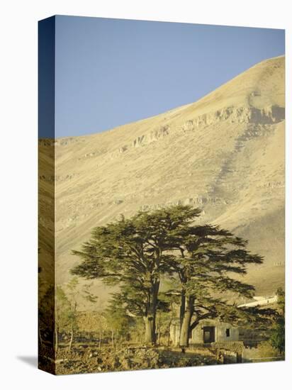 Cedars of Lebanon at the Foot of Mount Djebel Makhmal Near Bsharre, Lebanon, Middle East-Ursula Gahwiler-Premier Image Canvas