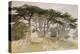 Cedars of Lebanon-Edward Lear-Premier Image Canvas