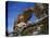 Cederberg, Western Cape Province, South Africa, Africa-I Vanderharst-Premier Image Canvas