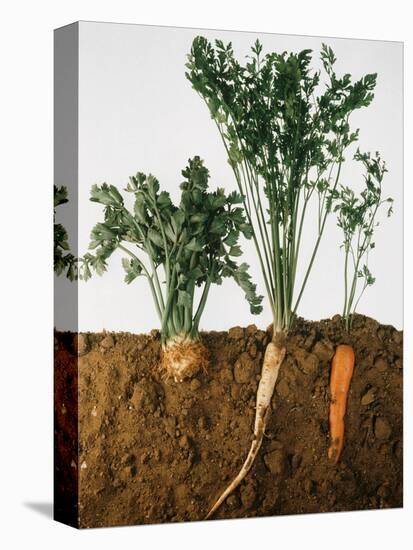 Celeriac, Parsley, Carrot (In Soil, Root and Leaves Visible)-Sheffer Visual Photos-Premier Image Canvas