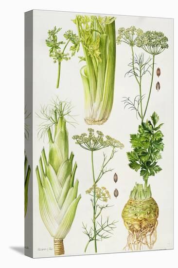 Celery, Fennel, Dill and Celeriac-Elizabeth Rice-Premier Image Canvas