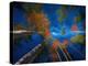 Celestial call-Marco Carmassi-Premier Image Canvas