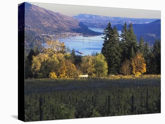 Celilo Vineyard, Columbia River Gorge, Washington, USA-Janis Miglavs-Premier Image Canvas