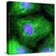 Cell Division, Fluorescent Micrograph-Dr. Torsten Wittmann-Premier Image Canvas