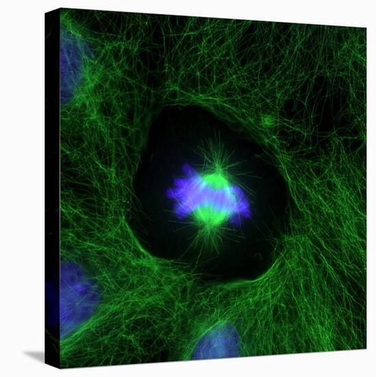 Cell Division, Fluorescent Micrograph-Dr. Torsten Wittmann-Premier Image Canvas