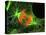 Cell In the Anaphase Stage of Mitosis-Thomas Deerinck-Premier Image Canvas