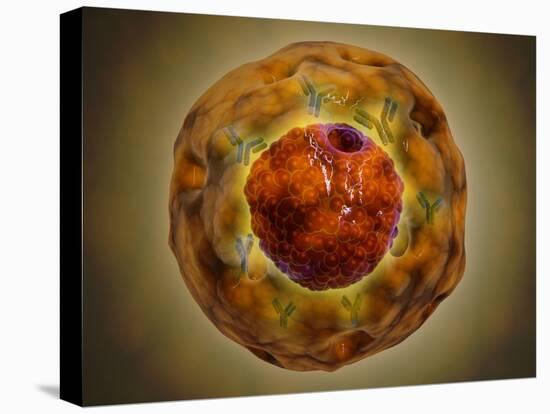 Cell Nucleus with Chromosome-null-Stretched Canvas