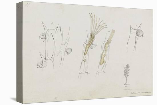 Cellularia Avicularia: Bryozoan: Moss Animal-Philip Henry Gosse-Premier Image Canvas