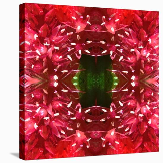 Celosia-Rose Anne Colavito-Stretched Canvas