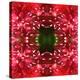 Celosia-Rose Anne Colavito-Stretched Canvas