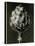 Centaurea Grecesina. 1929 (Photogravure)-Karl Blossfeldt-Premier Image Canvas