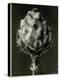 Centaurea Grecesina. 1929 (Photogravure)-Karl Blossfeldt-Premier Image Canvas