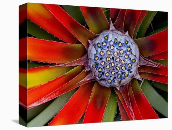 Center of an Agave Plant-Darrell Gulin-Premier Image Canvas