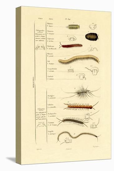 Centipede, 1833-39-null-Premier Image Canvas