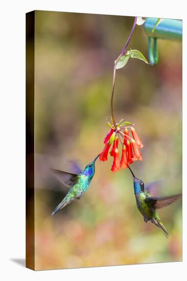 Central America, Costa Rica. Male hummingbirds feeding.-Jaynes Gallery-Premier Image Canvas