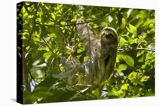 Central America, Costa Rica. Male Juvenile Three Toed Sloth in Tree-Jaynes Gallery-Premier Image Canvas
