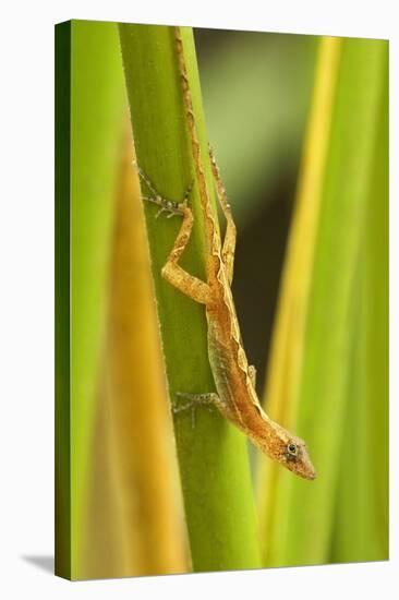 Central America, Costa Rica. Pacific Anole Lizard on Plant-Jaynes Gallery-Premier Image Canvas