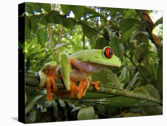 Central America Red-Eyed Treefrog (Agalychnis Callidryas), Central America, Costa Rica-Andres Morya Hinojosa-Premier Image Canvas