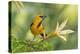 Central America, Yucatan, Mexico. Altamira Oriole in Tabebuia or Caribbean Trumpet Tree-David Slater-Premier Image Canvas