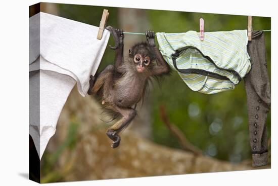 Central American Spider Monkey (Ateles Geoffroyi) Orphan Baby Hanging from Washing Line-Claudio Contreras-Premier Image Canvas