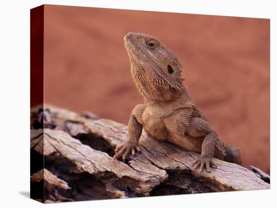 Central Bearded Dragon in Captivity, Alice Springs, Northern Territory, Australia, Pacific-James Hager-Premier Image Canvas