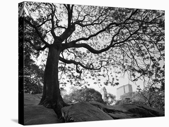 Central Park #1, New York, New York 05-Monte Nagler-Premier Image Canvas