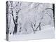 Central Park Covered in Snow, NYC-Shmuel Thaler-Premier Image Canvas