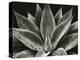 Century Plant, 1977 (silver gelatin print)-Brett Weston-Premier Image Canvas