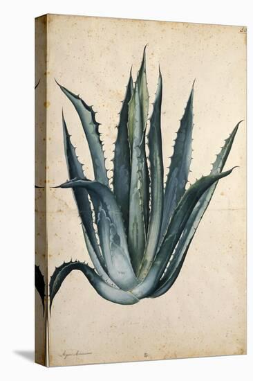 Century Plant (Agave Americana) by Jacopo Ligozzi-null-Premier Image Canvas