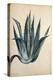 Century Plant (Agave Americana) by Jacopo Ligozzi-null-Premier Image Canvas