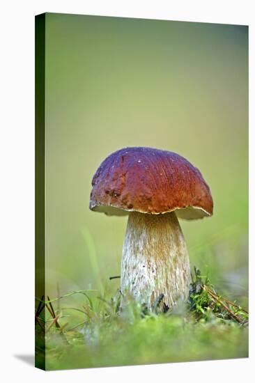 Cep Mushroom (Boletus Edulis)-Bjorn Svensson-Premier Image Canvas