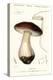 Cep, Penny Bun, Porcino or Porcini Mushroom, Boletus Edulis. ,1849 (Engraving)-Paul Louis Oudart-Premier Image Canvas