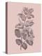 Cerasus Blush Pink Flower-Jasmine Woods-Stretched Canvas