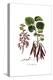 Cercis Siliquastrum, Flora Graeca-Ferdinand Bauer-Premier Image Canvas