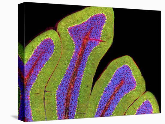 Cerebellum Structure, Light Micrograph-Thomas Deerinck-Premier Image Canvas