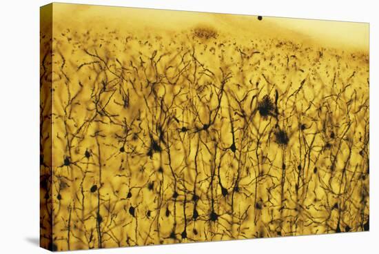 Cerebral Cortex Nerve Cells-null-Premier Image Canvas