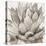 Cereus Echeveria - Fawn-Tania Bello-Stretched Canvas