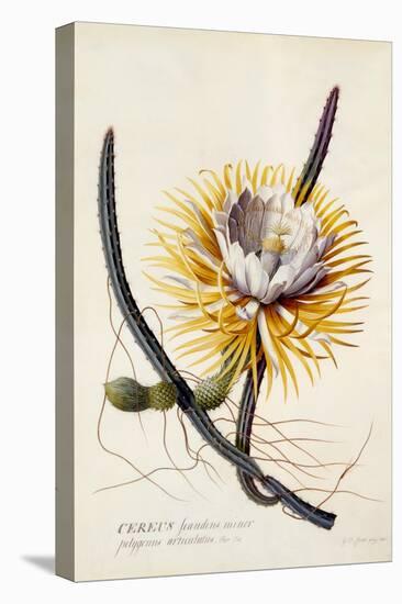 Cereus, Queen of the Night, C.1744-Georg Dionysius Ehret-Premier Image Canvas