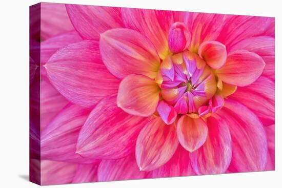 Cerise-Pink Dahlia Flower-Cora Niele-Premier Image Canvas