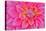 Cerise-Pink Dahlia Flower-Cora Niele-Premier Image Canvas