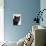 Certosina - Chartreux Cat, Portrait-Adriano Bacchella-Premier Image Canvas displayed on a wall