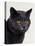 Certosina - Chartreux Cat, Portrait-Adriano Bacchella-Premier Image Canvas