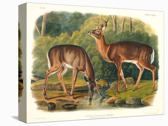 Cervus Virginianus (Common or Virginian Deer), Plate 136 from 'Quadrupeds of North America',…-John Woodhouse Audubon-Premier Image Canvas
