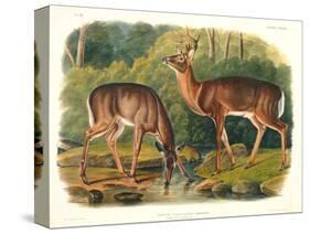 Cervus Virginianus (Common or Virginian Deer), Plate 136 from 'Quadrupeds of North America',…-John Woodhouse Audubon-Premier Image Canvas