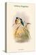 Ceyx Solitaria - Solitary Kingfisher-John Gould-Stretched Canvas