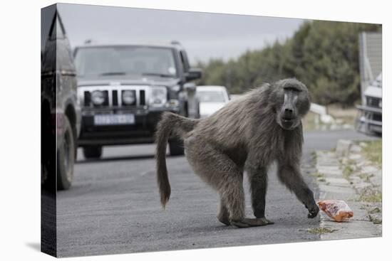 Chacma Baboon (Papio Cynocephalus Ursinus) Eating Food Raided from Car-Michael Hutchinson-Premier Image Canvas