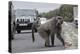 Chacma Baboon (Papio Cynocephalus Ursinus) Eating Food Raided from Car-Michael Hutchinson-Premier Image Canvas